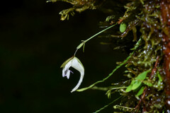 Utricularia jamesoniana