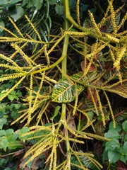 Dypsis decaryi