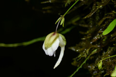 Utricularia jamesoniana