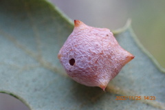 Cynips douglasii