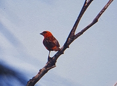 Foudia madagascariensis