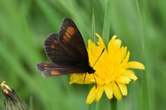 Erebia pharte