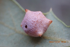 Cynips douglasii
