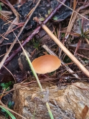 Galerina marginata