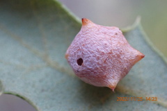 Cynips douglasii