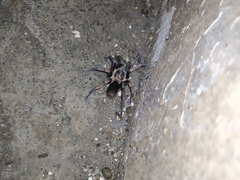 Theraphosinae