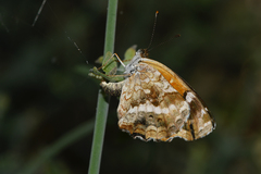 Anthanassa texana texana