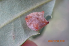 Cynips douglasii