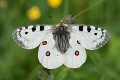 Parnassius phoebus