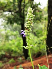 Salvia urolepis