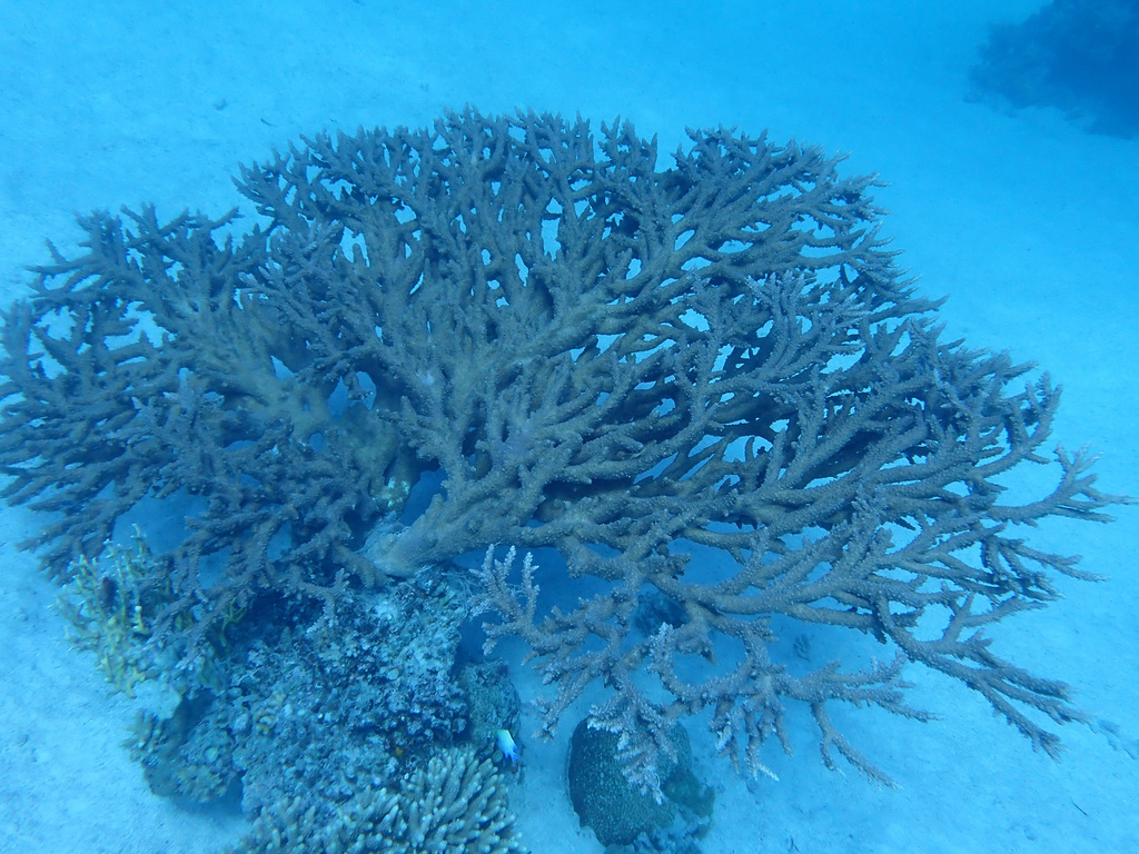 Acropora pharaonis