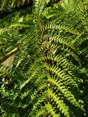 Sphaeropteris excelsa