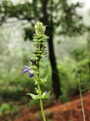 Salvia urolepis