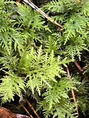Thuidium
