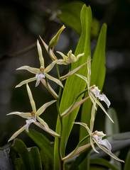 Miltonia flavescens
