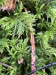 Thuidium
