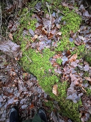 Thuidium