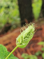 Salvia urolepis