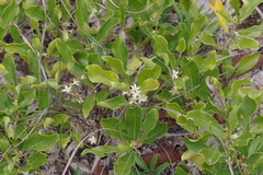 Ebenaceae