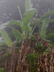 Musa × paradisiaca