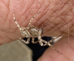 Pararaneus