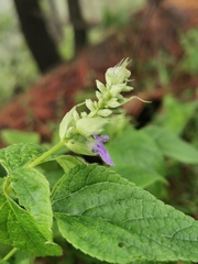 Salvia urolepis