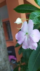 Impatiens sodenii