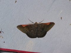 Sphacelodes vulneraria