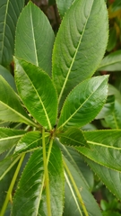 Impatiens sodenii