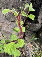 Rubus ellipticus