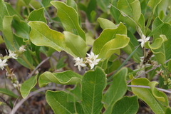 Ebenaceae