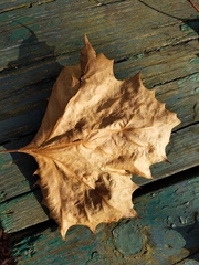 Platanus occidentalis
