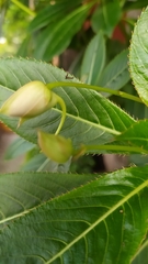 Impatiens sodenii