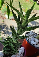 Aloe juvenna