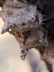 Aspidoproctus