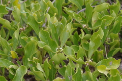 Ebenaceae