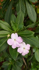 Impatiens sodenii