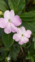 Impatiens sodenii