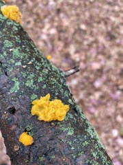 Tremella mesenterica