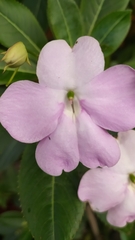 Impatiens sodenii
