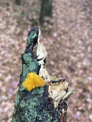 Tremella mesenterica