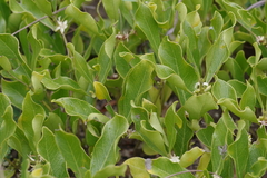 Ebenaceae