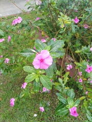 Catharanthus roseus