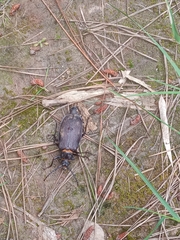 Acanthinodera cumingii