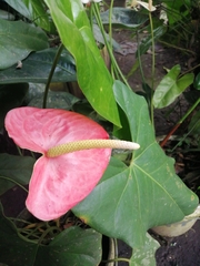 Anthurium andraeanum