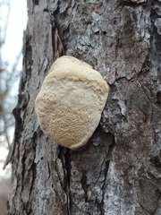 Trametes suaveolens