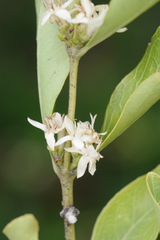 Ebenaceae