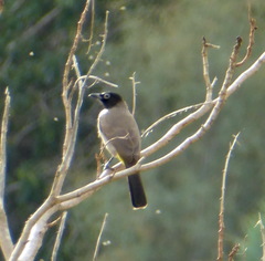 Pycnonotus xanthopygos