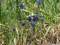 Muscari neglectum