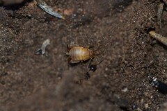 Myrmecophilus myrmecophilus
